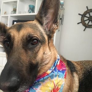 Meet your Posher, Ashli